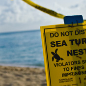 Sea Turtle Nest, Miami, FL
